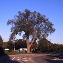 Populus deltoides (eastern cottonwood), near street