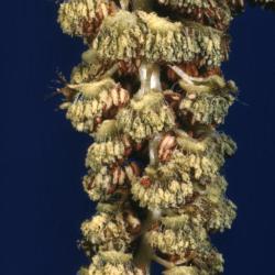 Populus deltoides (eastern cottonwood), male catkin in pollen