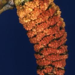 Populus deltoides (eastern cottonwood), male catkin