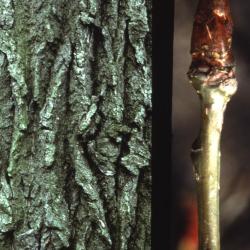Populus deltoides (eastern cottonwood), bark and bud detail