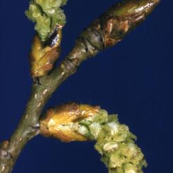 Populus deltoides (eastern cottonwood), female catkin and bud