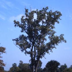 Populus deltoides (eastern cottonwood), fall