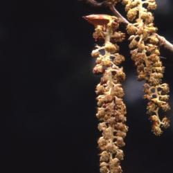 Populus deltoides (eastern cottonwood), emerging male catkins and buds