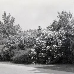 Shrubs in bloom along road with Arboretum entrance sign