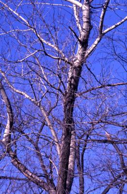 Populus deltoides (eastern cottonwood), bare twigs and branches