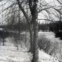 Betula nigra (birch) in winter