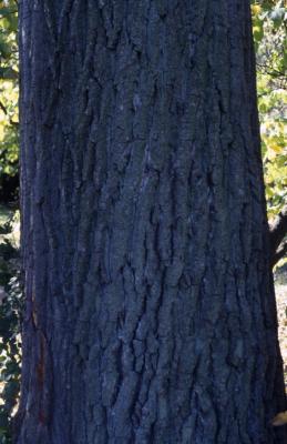 Populus deltoides (eastern cottonwood), bark detail