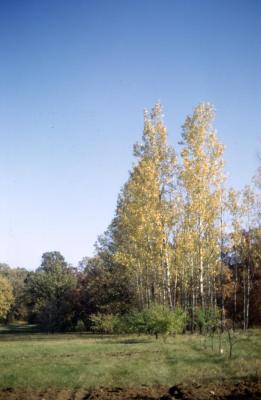 Populus deltoides (eastern cottonwood), fall color