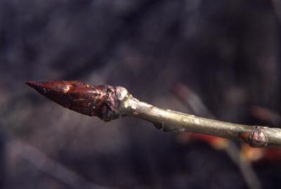 Populus deltoides (eastern cottonwood), twig and buds