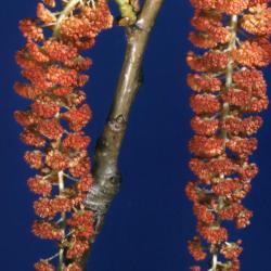 Populus deltoides (eastern cottonwood), male catkins