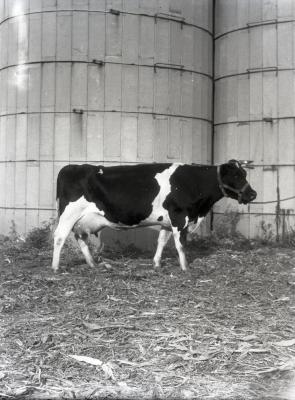 Lisle Farms registered Holstein cow at Schroeder Farm