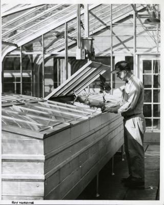 Roy Nordine working in greenhouse