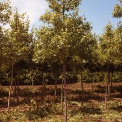 Acer saccharinum ‘Beebe Cutleaf Weeping’ (Beebe Cutleaf Weeping silver maple), sapling, habit