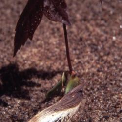 Acer saccharinum (silver maple), seedling