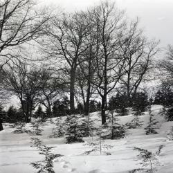 Hemlock Hill in winter
