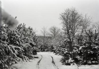 Scotch pine on Pine Hill in winter