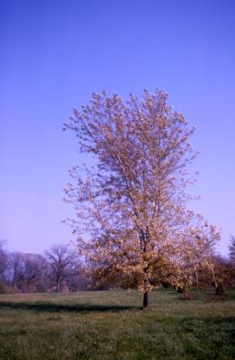 Acer saccharinum ‘Improved’ (Improved silver maple), habit, fall