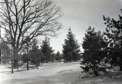 Pine Hill, white pine plantings on Thornhill residence grounds in winter