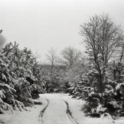 Scotch pine on Pine Hill in winter