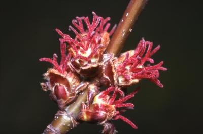 Acer saccharinum (silver maple), female flowers