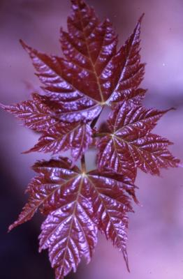 Acer saccharinum (silver maple), young leaves, spring