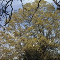 Acer saccharum (sugar maple), spring