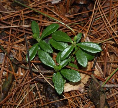 Chimaphila umbellata subsp. cisatlantica (Pipsissiwa), habit, spring