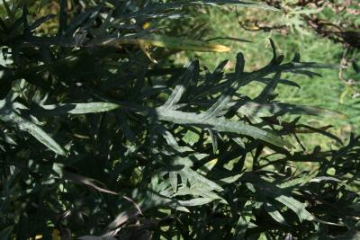 Cirsium discolor (Pasture Thistle), leaf, upper surface