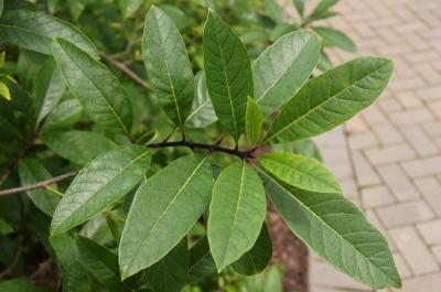 Chionanthus virginicus (Fringe Tree), leaf, summer