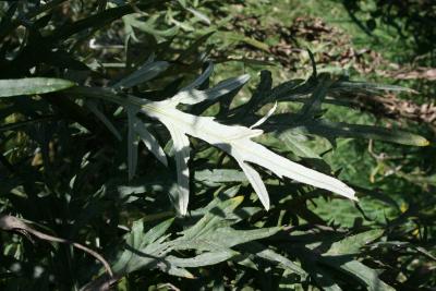Cirsium discolor (Pasture Thistle), leaf, lower surface