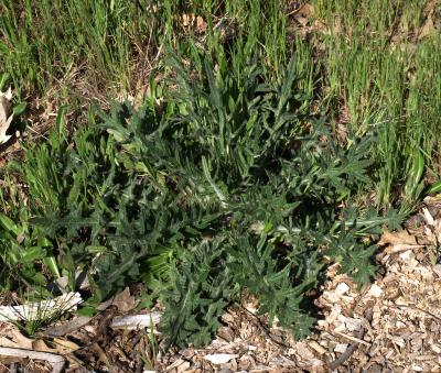 Cirsium vulgare (Bull Thistle), habit, spring