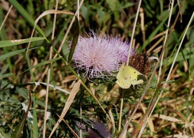 Cirsium discolor (Pasture Thistle), flower, full
