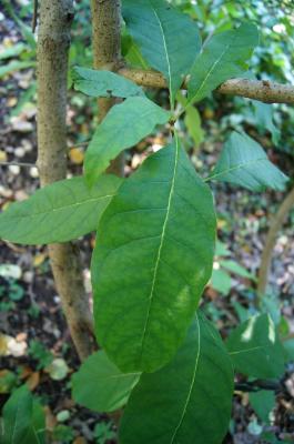 Chionanthus virginicus (Fringe Tree), leaf, fall