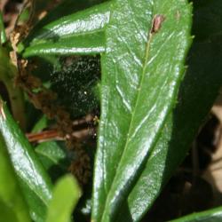 Chimaphila umbellata subsp. cisatlantica (Pipsissiwa), leaf, upper surface