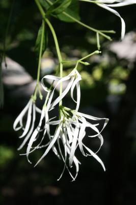 Chionanthus virginicus (Fringe Tree), flower, full