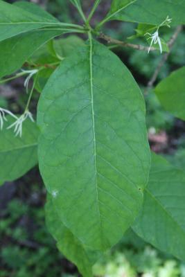 Chionanthus virginicus (Fringe Tree), leaf, upper surface