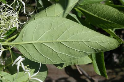 Chionanthus virginicus (Fringe Tree), leaf, lower surface