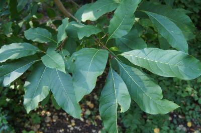 Chionanthus virginicus (Fringe Tree), leaf, summer