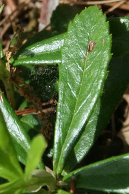 Chimaphila umbellata subsp. cisatlantica (Pipsissiwa), leaf, upper surface