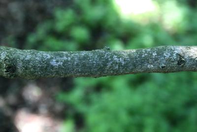 Chionanthus virginicus (Fringe Tree), bark, branch