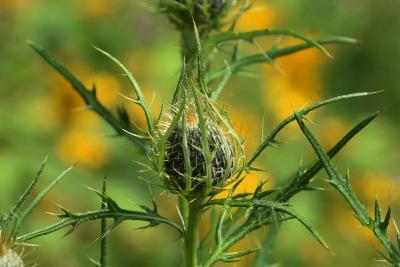 Cirsium discolor (Pasture Thistle), bud, flower