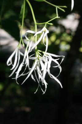 Chionanthus virginicus (Fringe Tree), flower, full