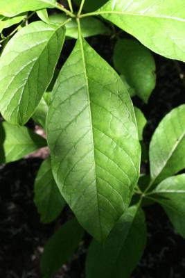 Chionanthus virginicus (Fringe Tree), leaf, upper surface