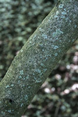 Chionanthus virginicus (Fringe Tree), bark, trunk