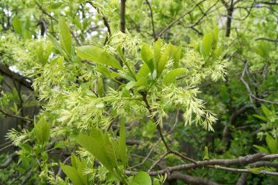 Chionanthus virginicus (Fringe Tree), inflorescence