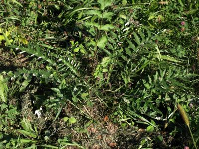 Cirsium discolor (Pasture Thistle), habit, fall