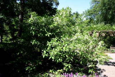 Chionanthus virginicus (Fringe Tree), habit, spring