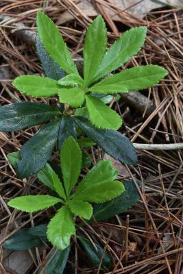 Chimaphila umbellata subsp. cisatlantica (Pipsissiwa), leaf, new