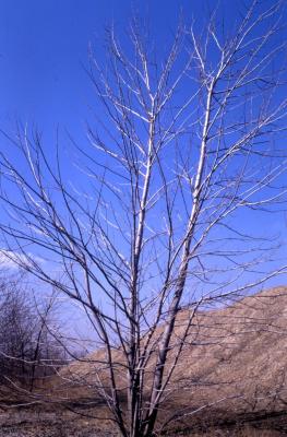 Acer saccharinum (silver maple), winter