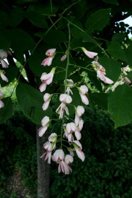 Cladrastis kentukea 'Rosea' (Pink-flowered Yellowwood), inflorescence